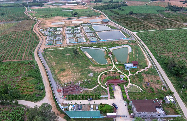 鳄鱼养殖场的建造图图片